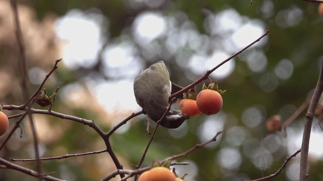 白頭翁 - ML623356722