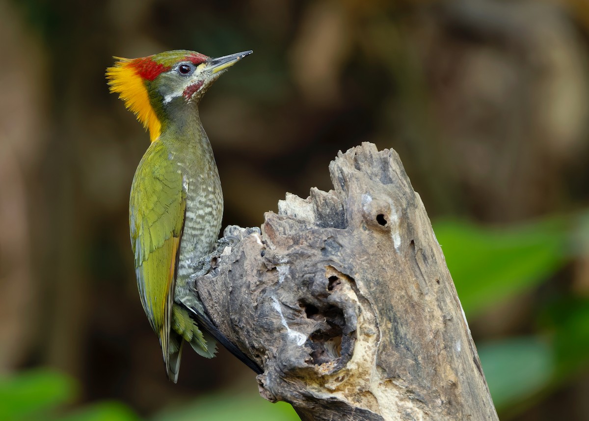 Lesser Yellownape - Ayuwat Jearwattanakanok