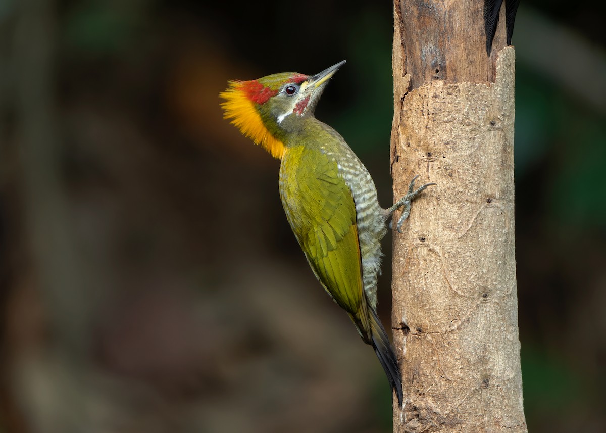 Lesser Yellownape - ML623356740