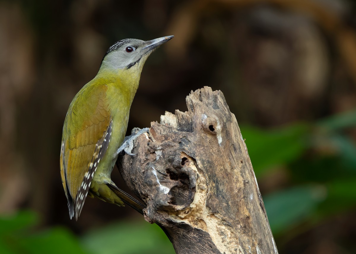 Gray-headed Woodpecker (Black-naped) - ML623356744