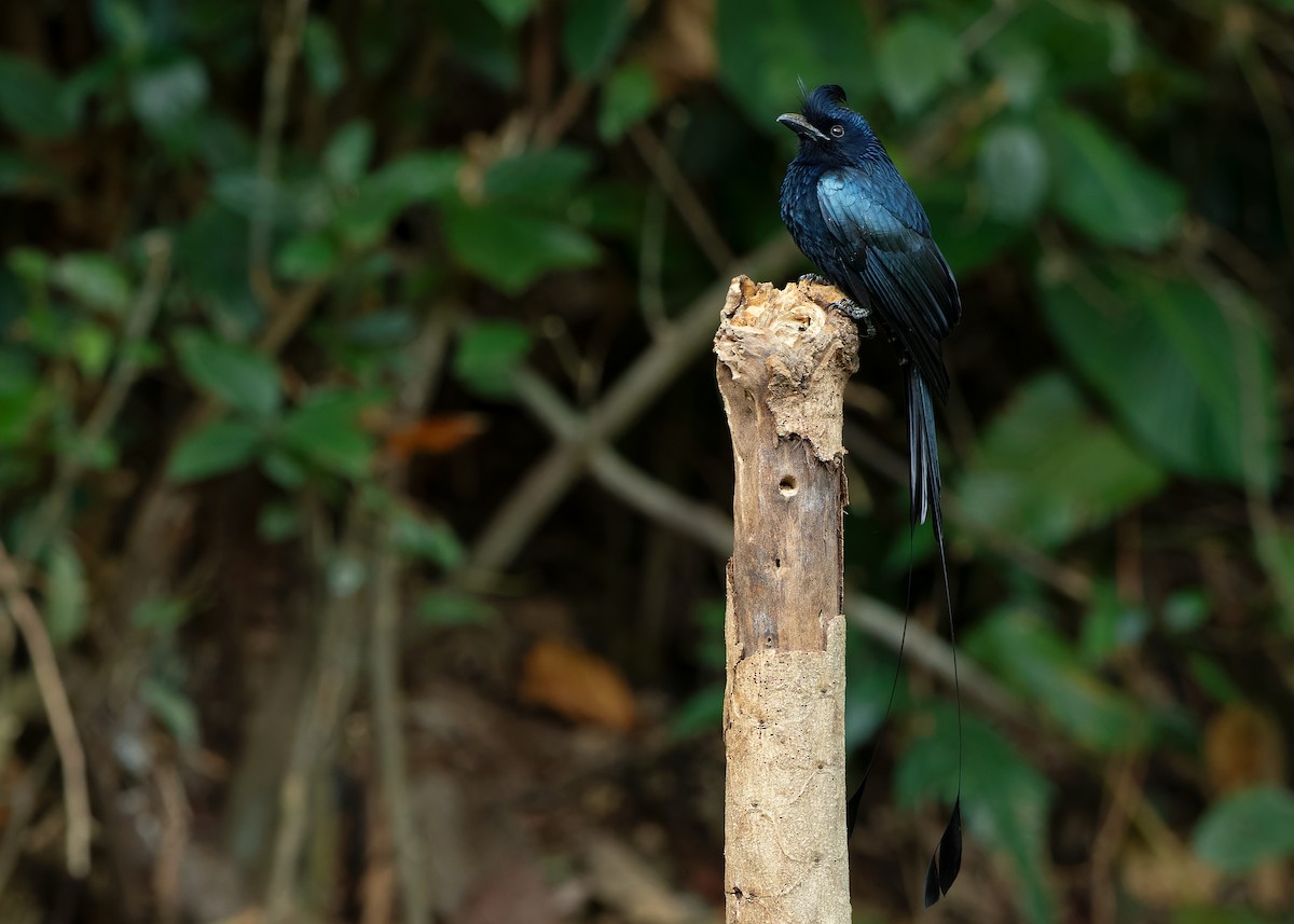 Greater Racket-tailed Drongo - ML623356770