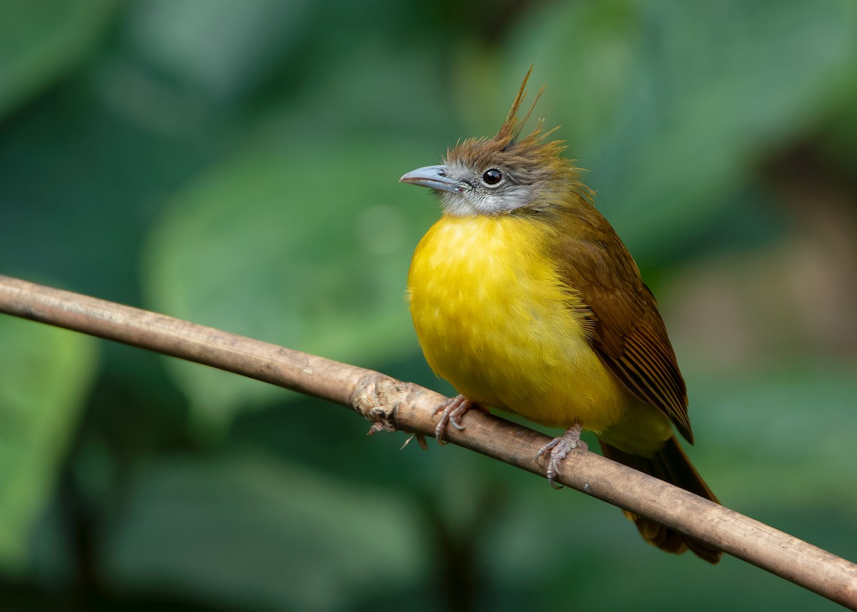 White-throated Bulbul - ML623356810