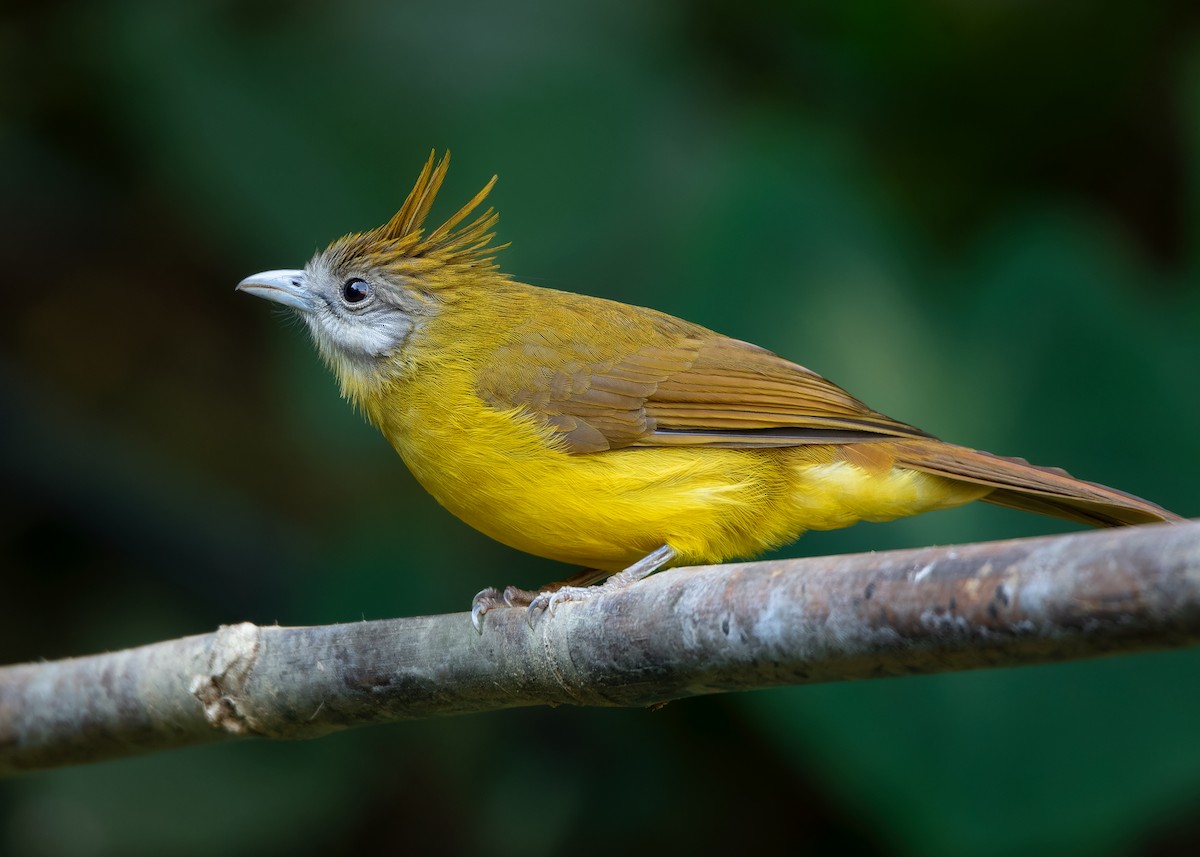 White-throated Bulbul - ML623356811