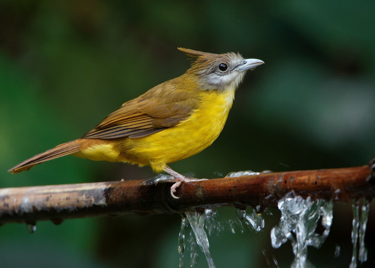 White-throated Bulbul - ML623356812