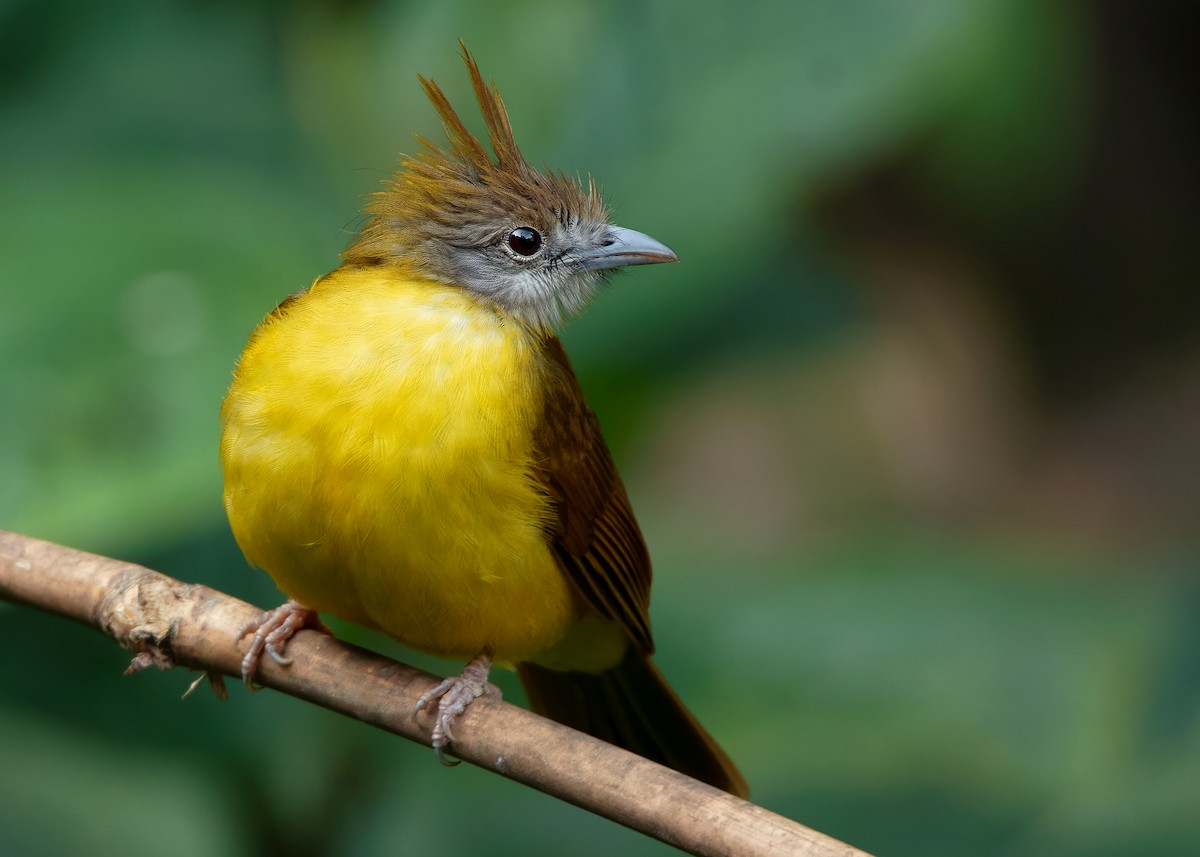 White-throated Bulbul - ML623356813