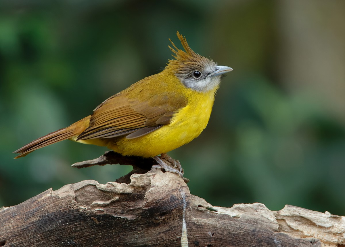 White-throated Bulbul - ML623356814