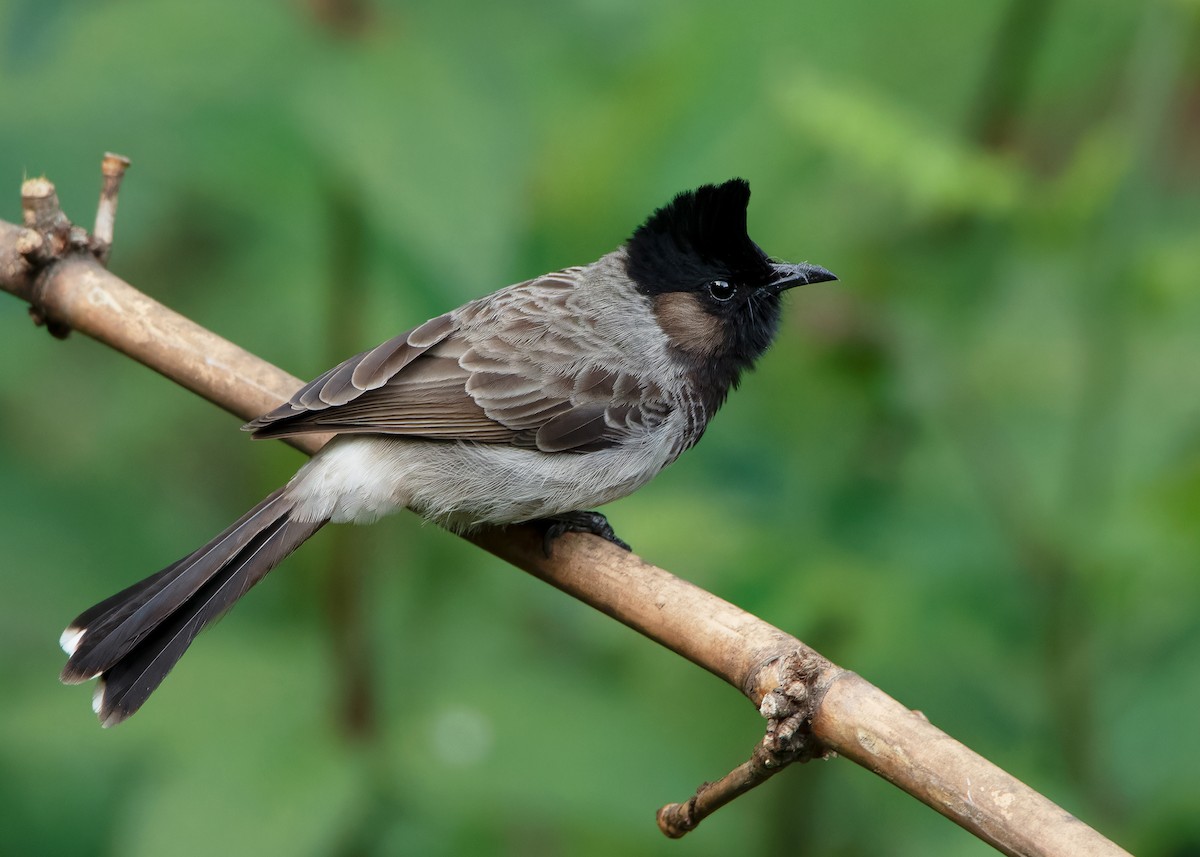 Red-vented Bulbul - ML623356828