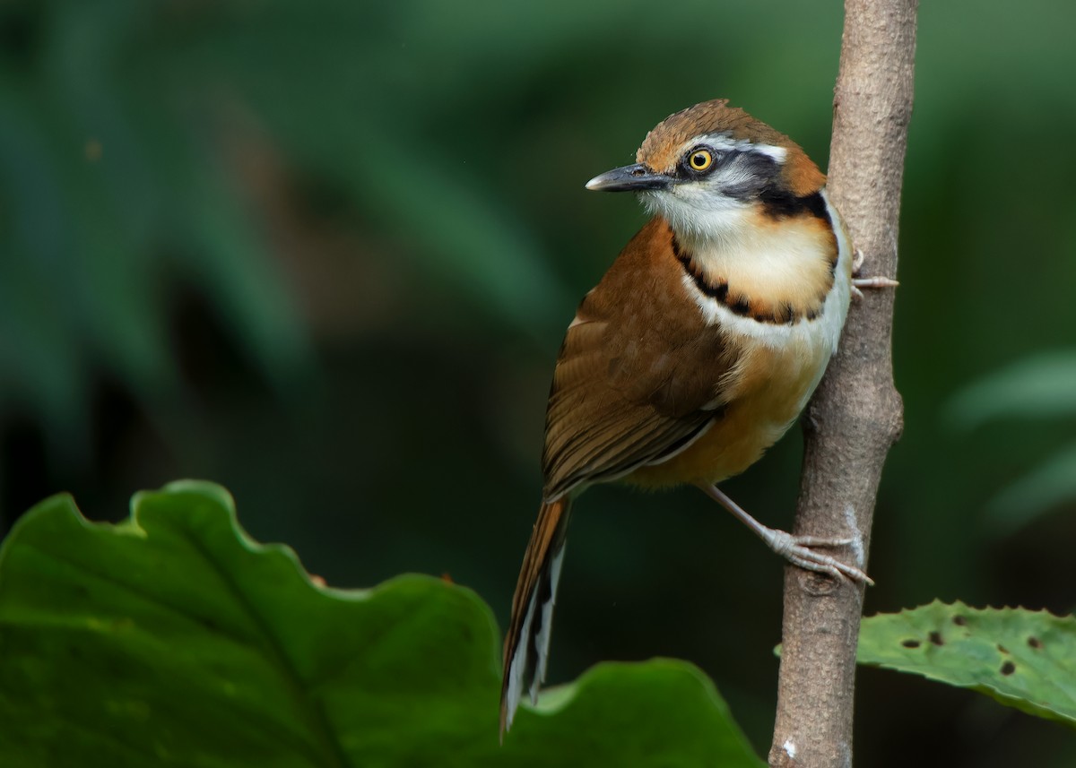 Lesser Necklaced Laughingthrush - ML623356845