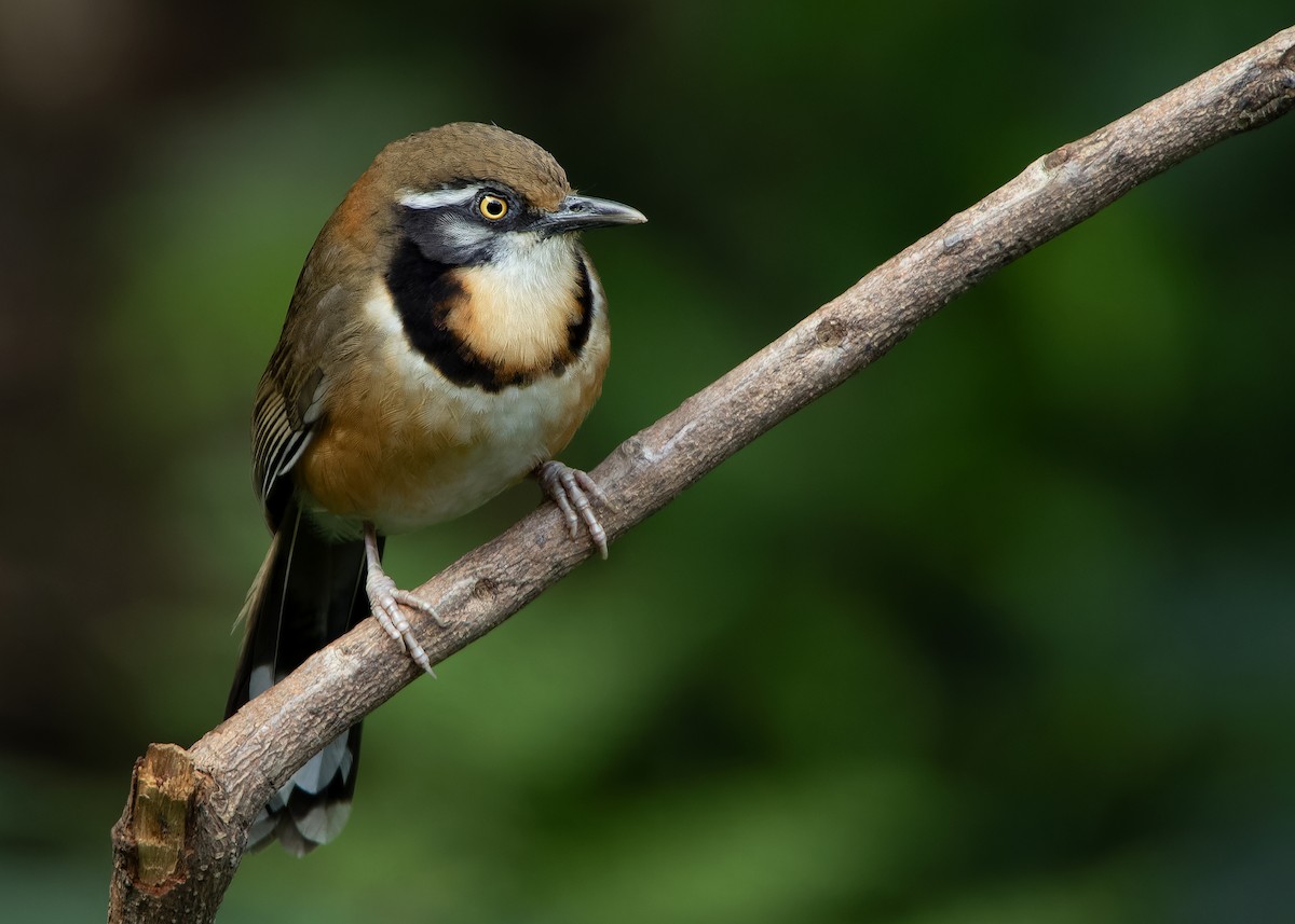 Lesser Necklaced Laughingthrush - ML623356846