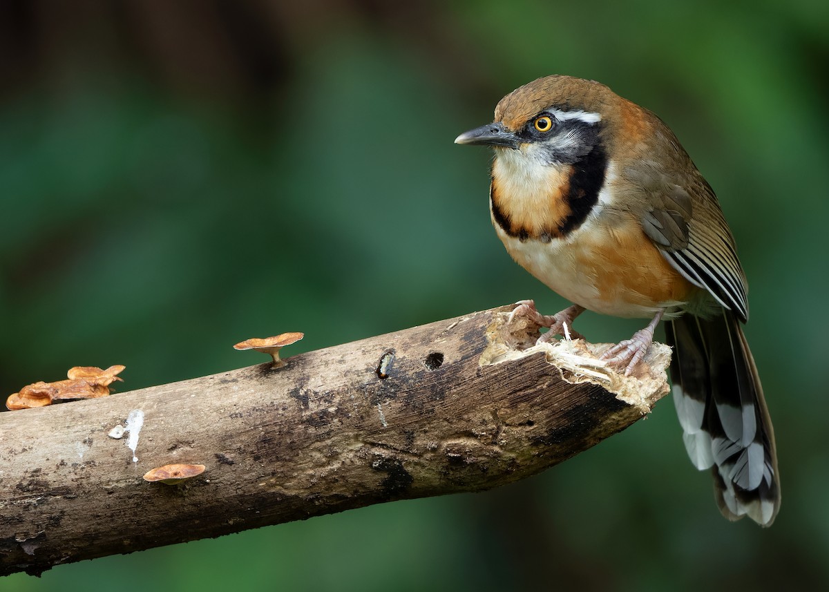 Lesser Necklaced Laughingthrush - ML623356847