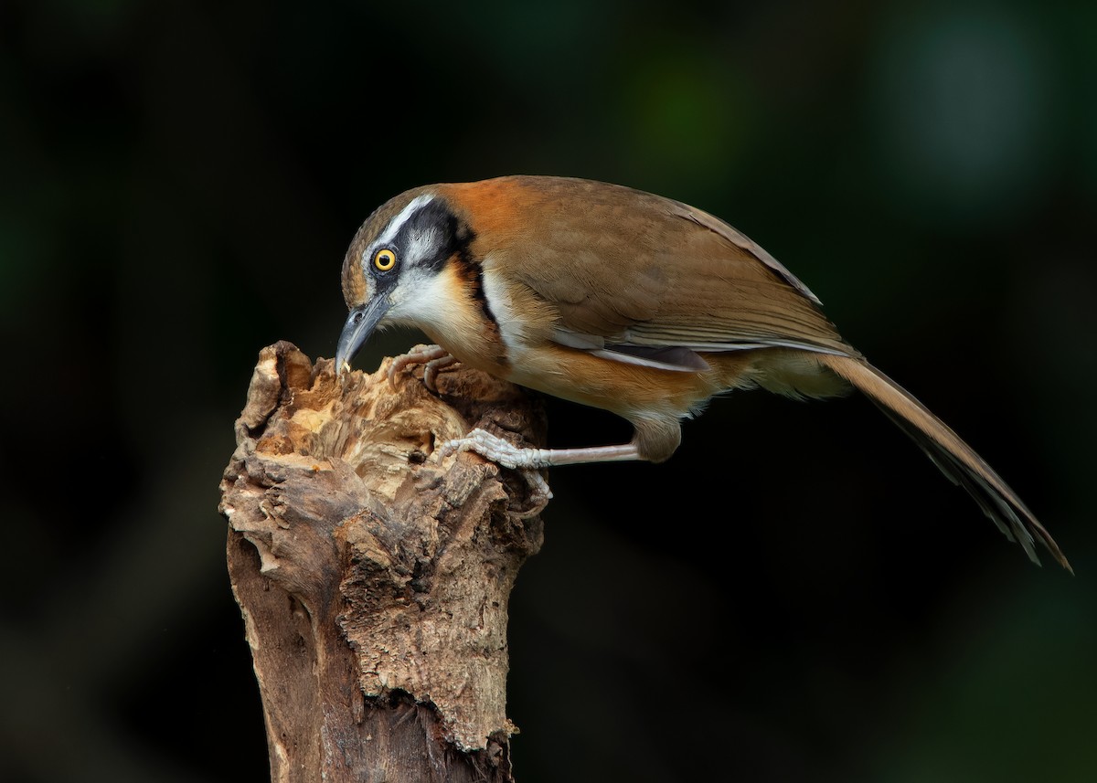 Lesser Necklaced Laughingthrush - ML623356848