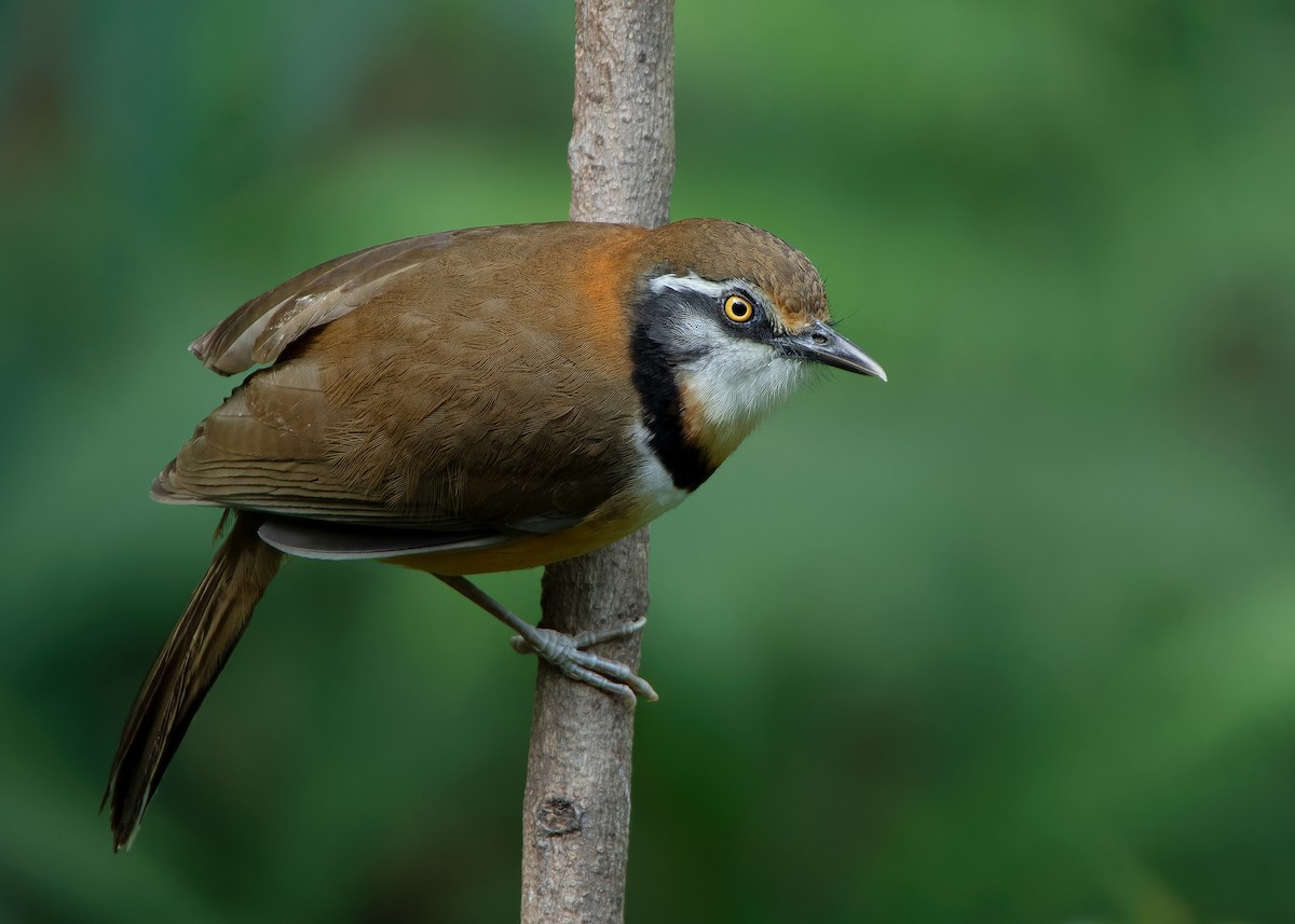 Lesser Necklaced Laughingthrush - ML623356849