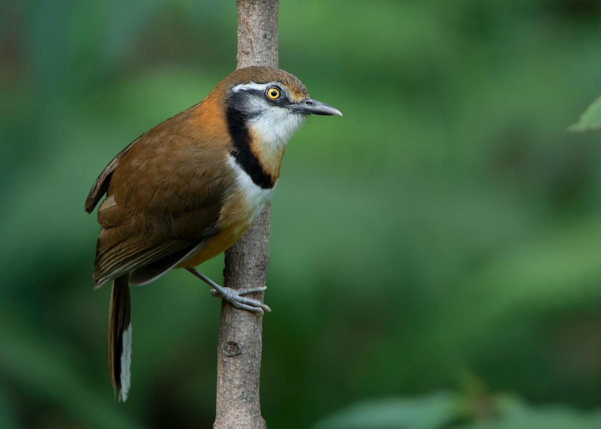 Lesser Necklaced Laughingthrush - ML623356850