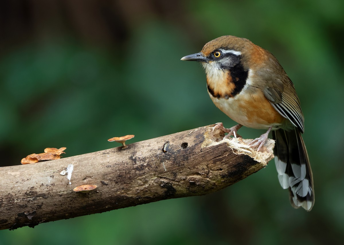 Lesser Necklaced Laughingthrush - ML623356851