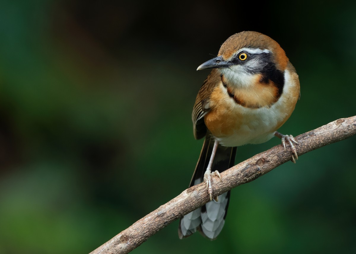 Lesser Necklaced Laughingthrush - ML623356852