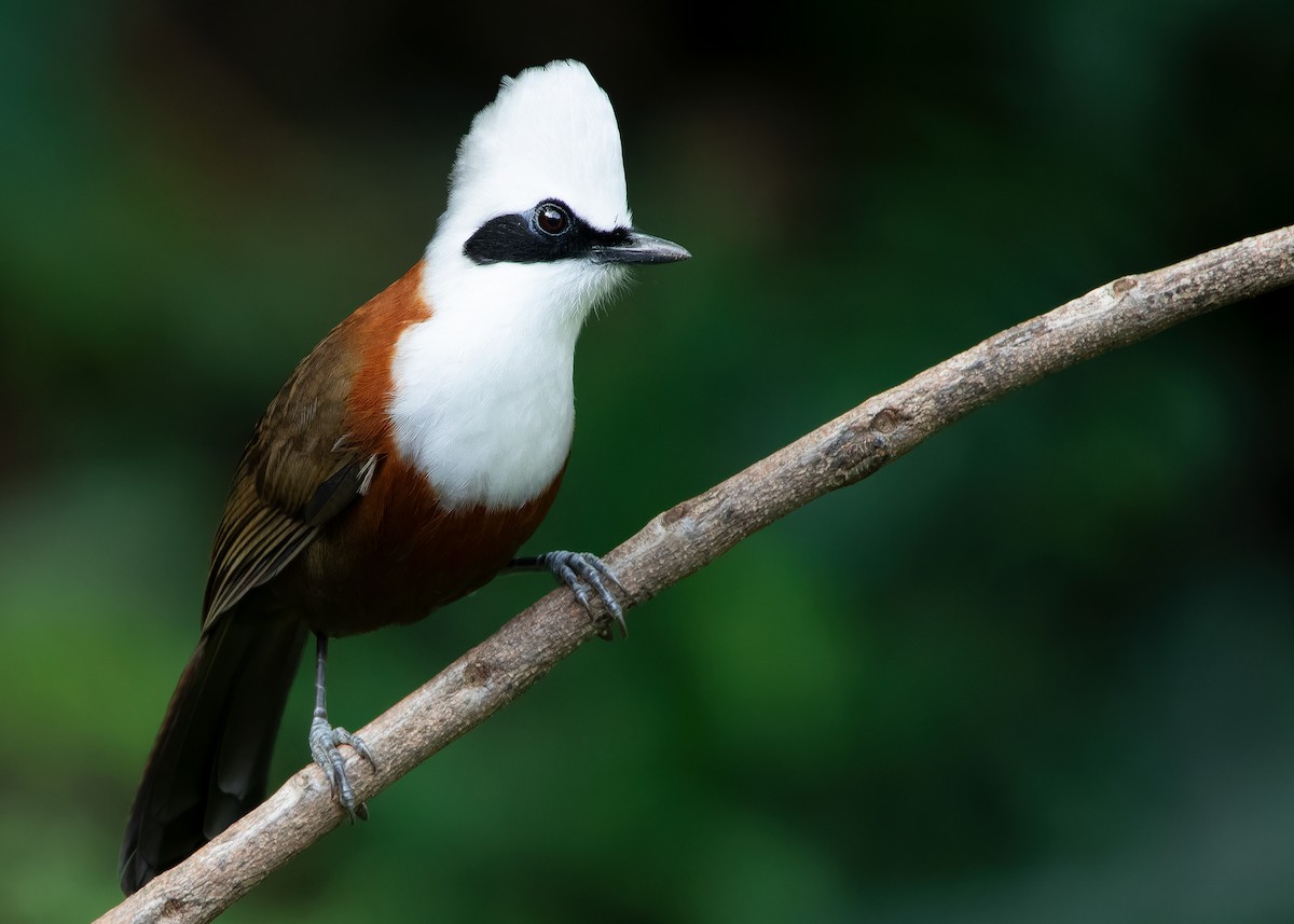 White-crested Laughingthrush - ML623356881