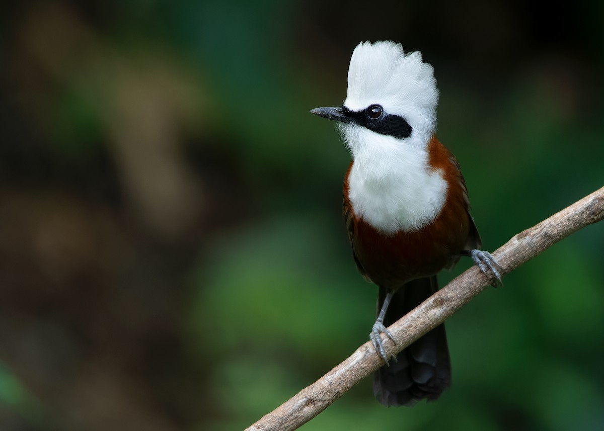 White-crested Laughingthrush - ML623356883