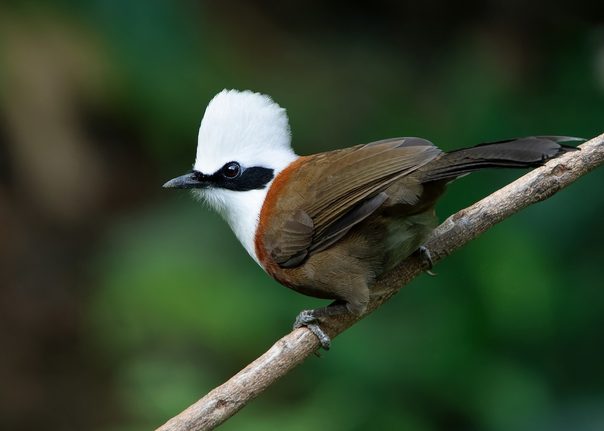 White-crested Laughingthrush - ML623356884