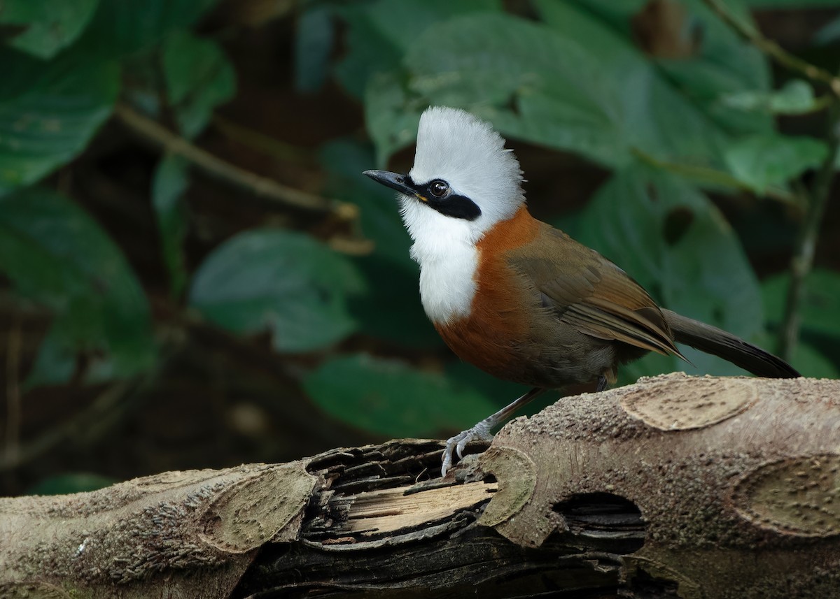 White-crested Laughingthrush - ML623356885