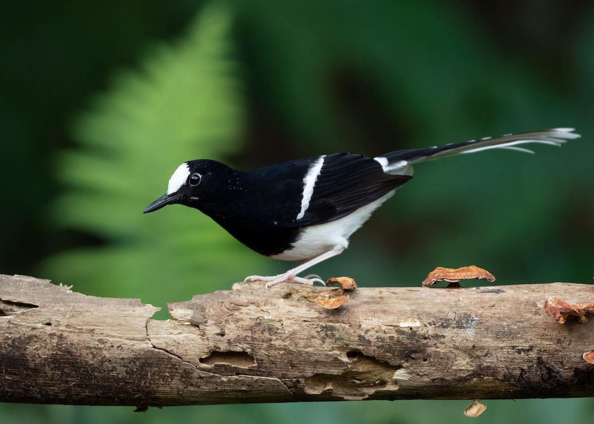 White-crowned Forktail (Northern) - ML623356920