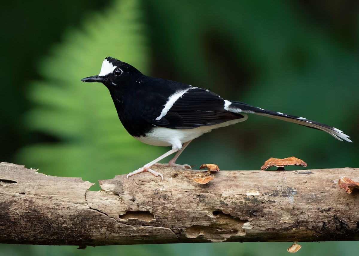 White-crowned Forktail (Northern) - ML623356921