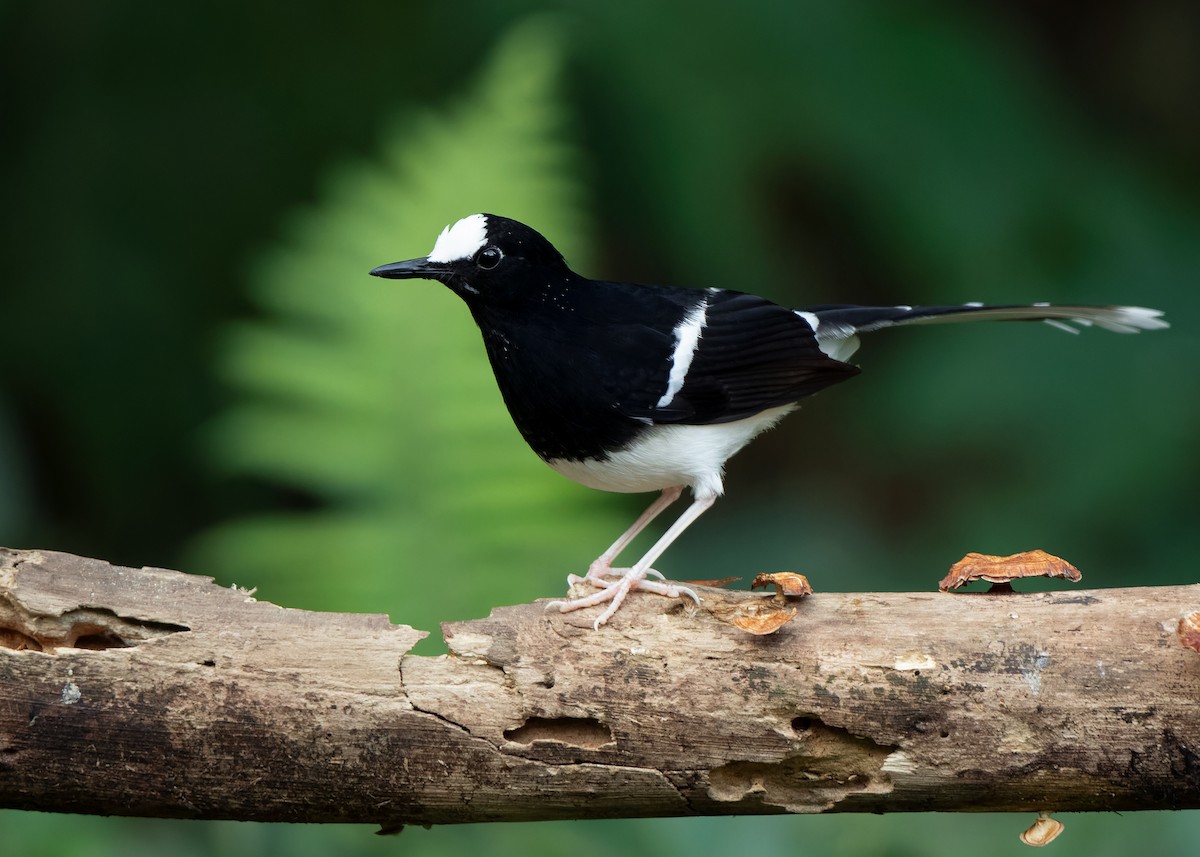 White-crowned Forktail (Northern) - ML623356922