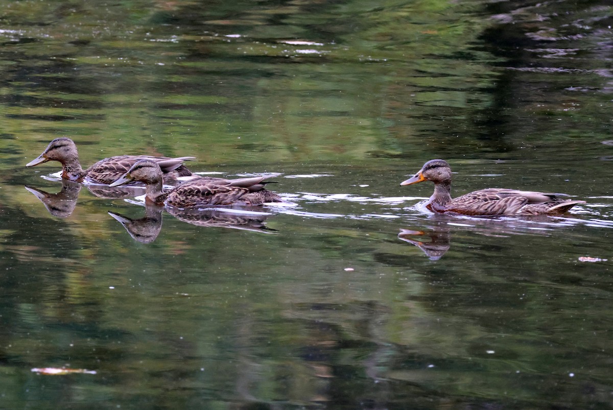 Mallard - ML623357012