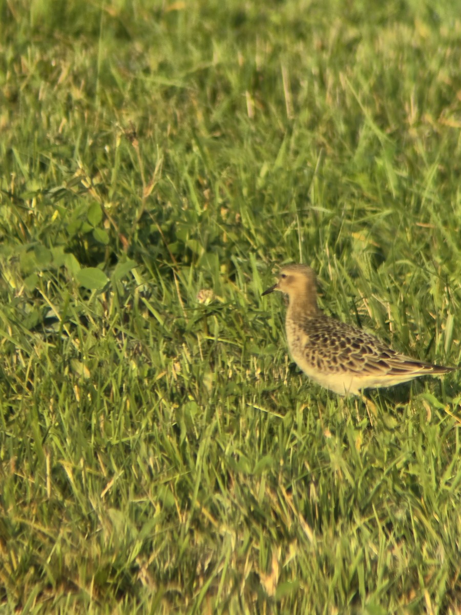 Least Sandpiper - ML623357037