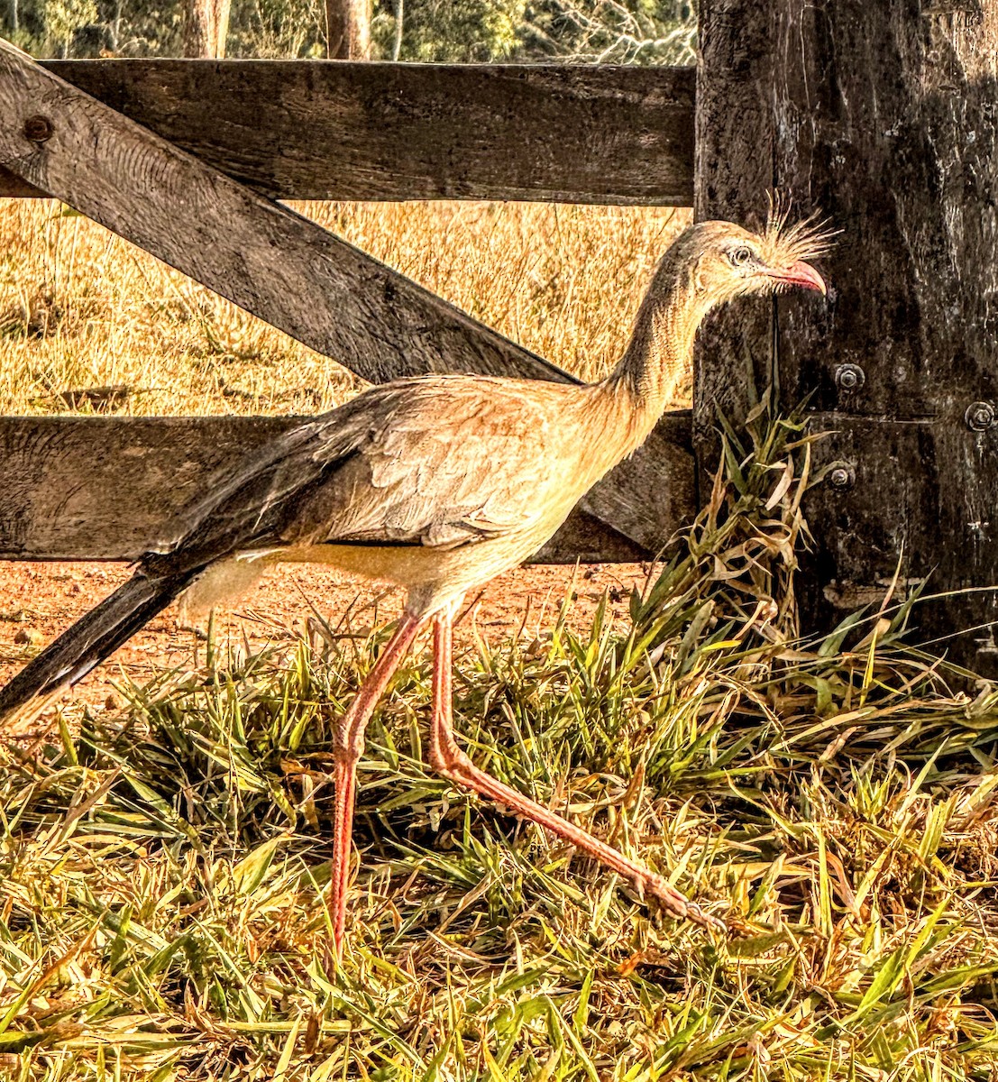 Red-legged Seriema - ML623357045