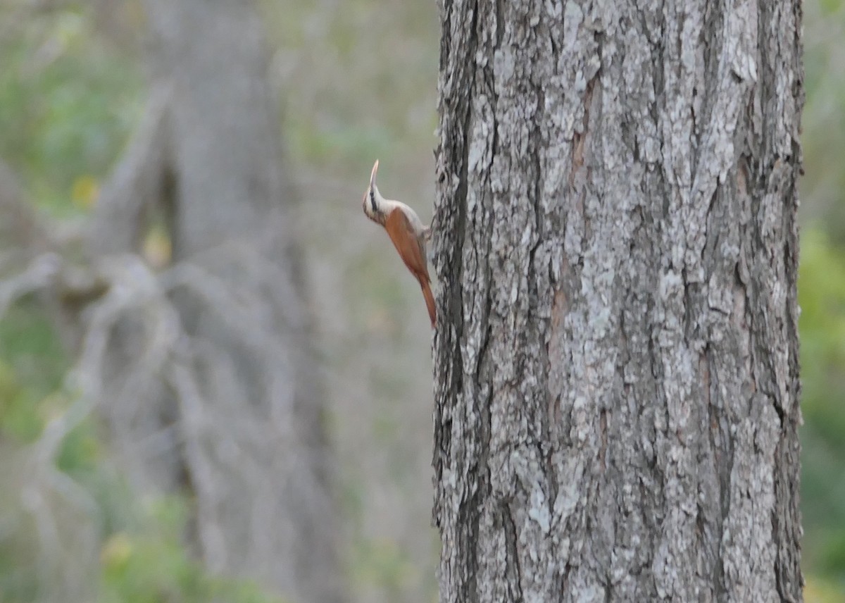 Narrow-billed Woodcreeper - ML623357047