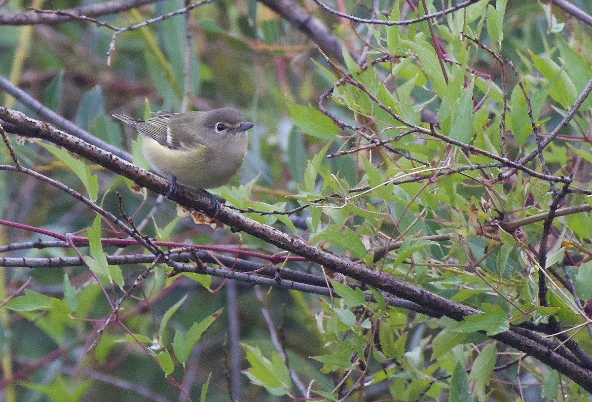 Cassinvireo - ML623357082