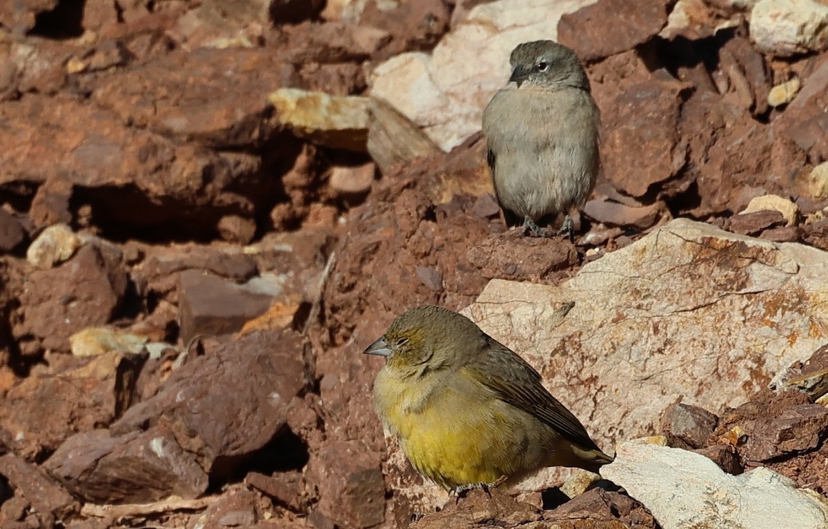 Greenish Yellow-Finch - ML623357153