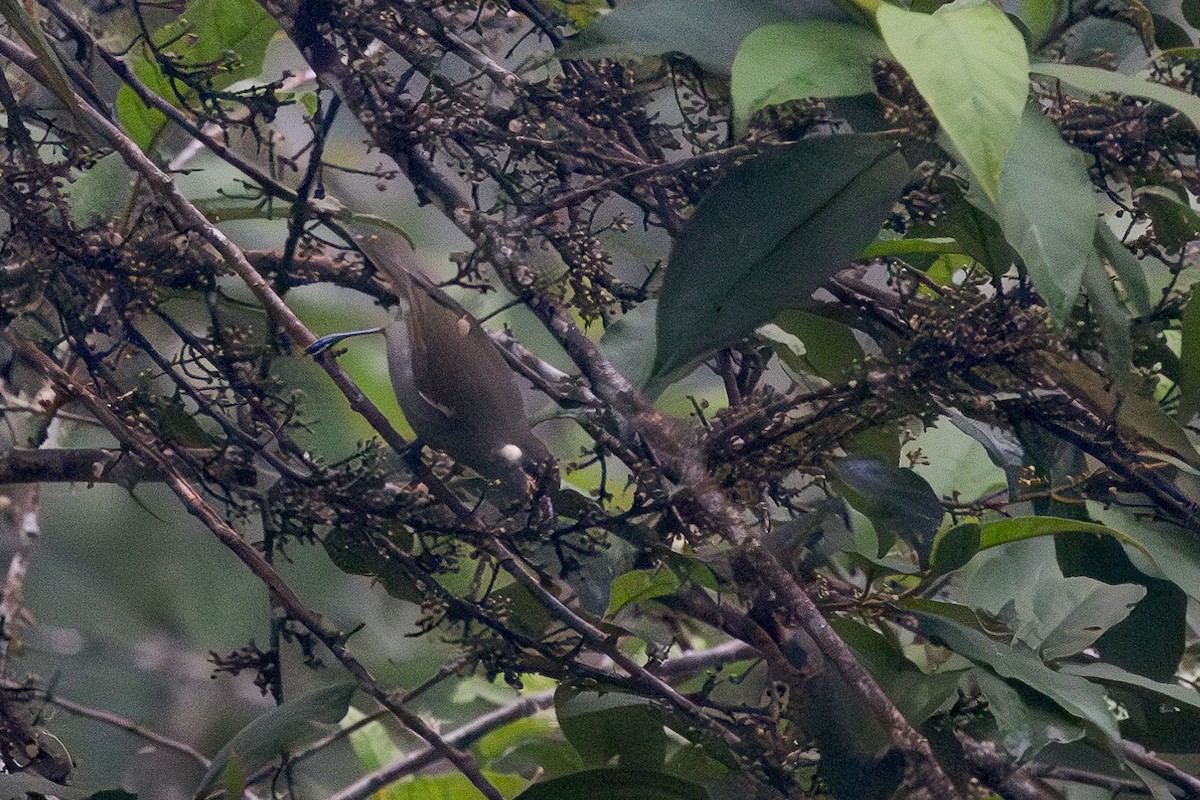 Forest Honeyeater - ML623357193