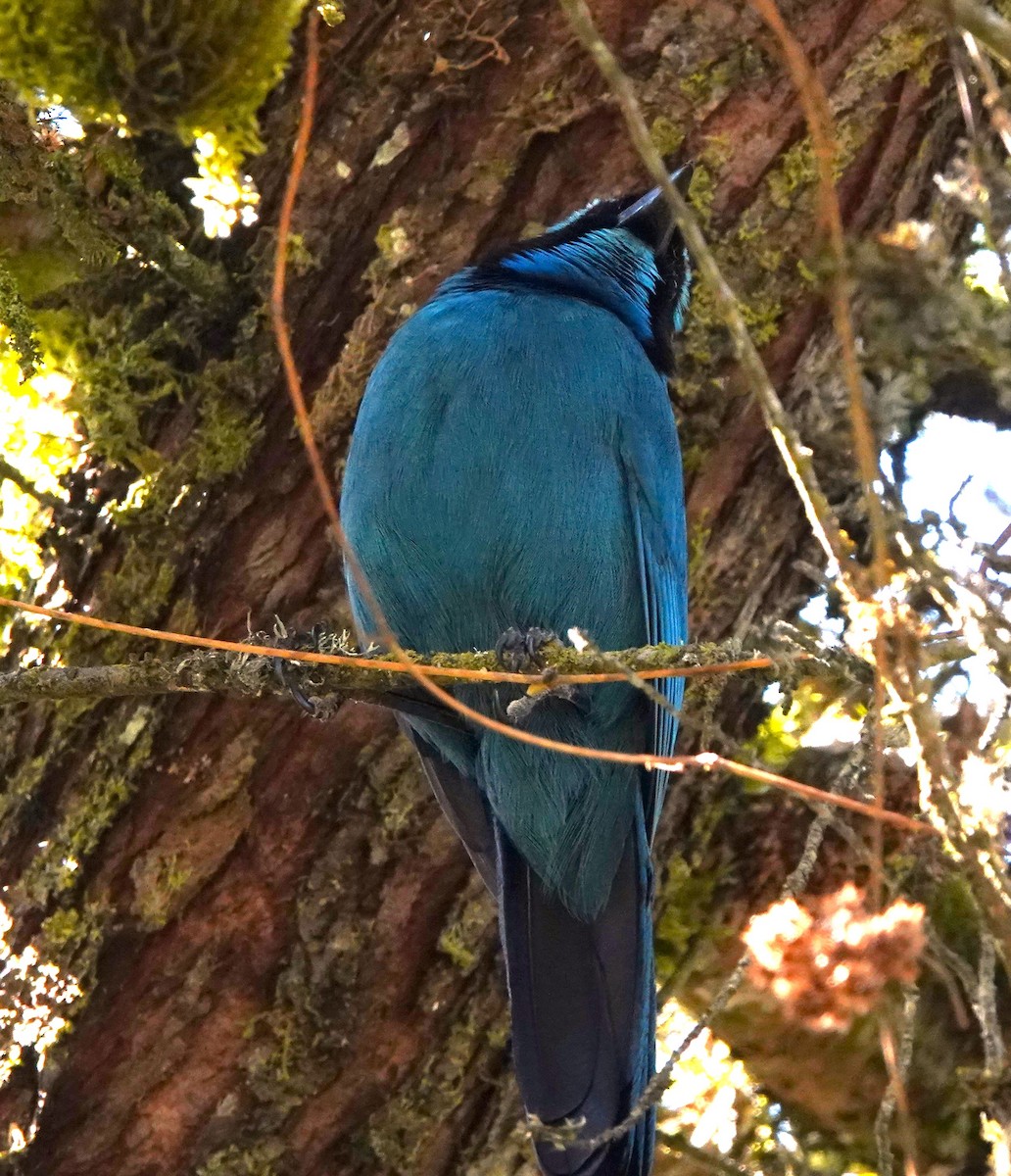 Turquoise Jay - Lukid Joven