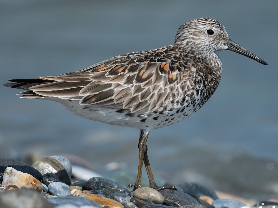 Kedidi besar - eBird