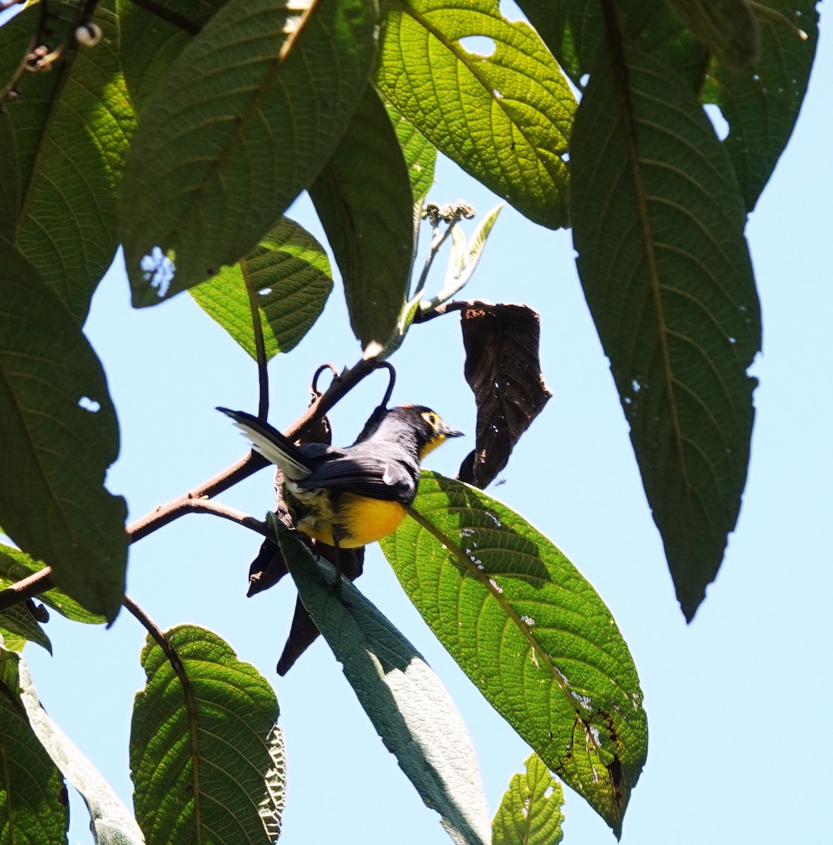 Golden-fronted Redstart - Lukid Joven