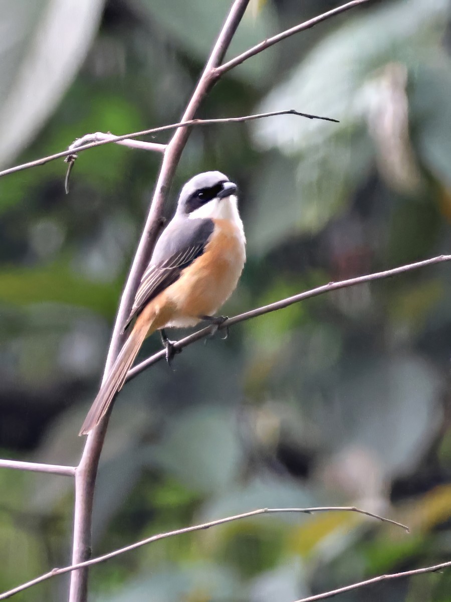 Gray-backed Shrike - ML623357277