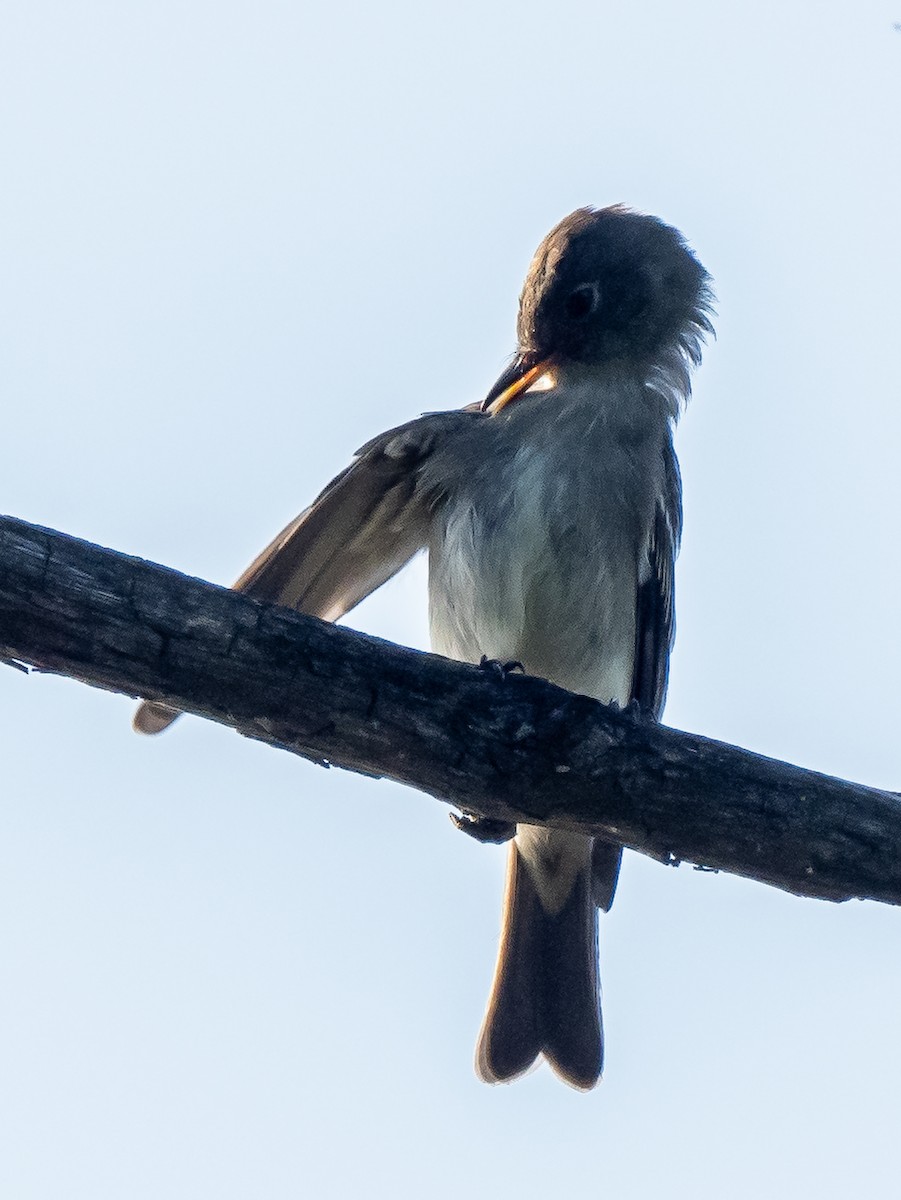 Eastern Wood-Pewee - ML623357342