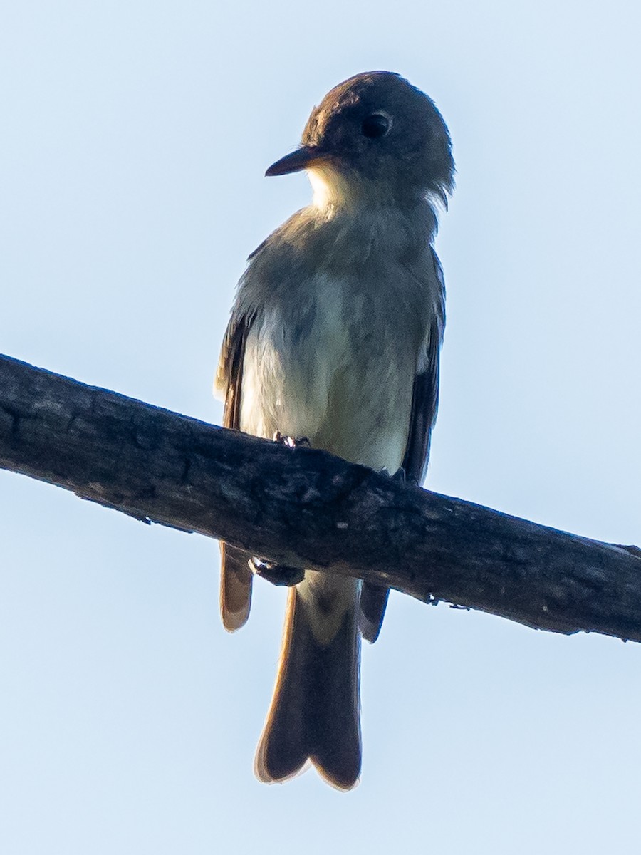 Eastern Wood-Pewee - ML623357343