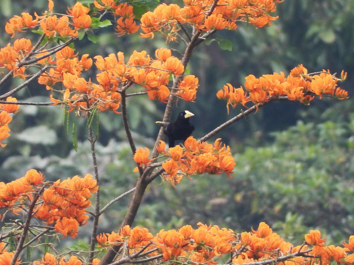 Crested Oropendola - ML623357397