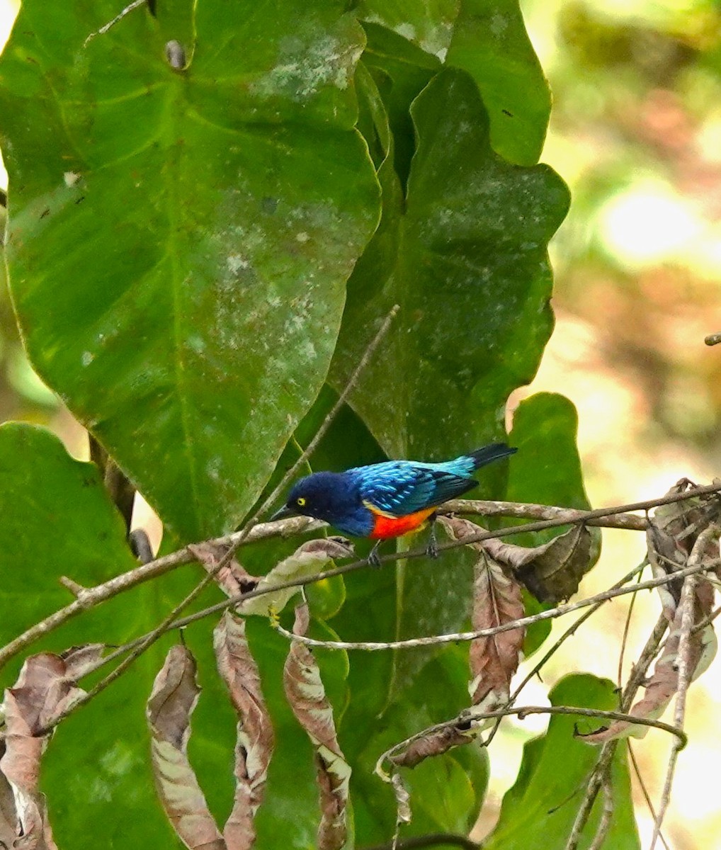 Dacnis à poitrine rouge - ML623357402