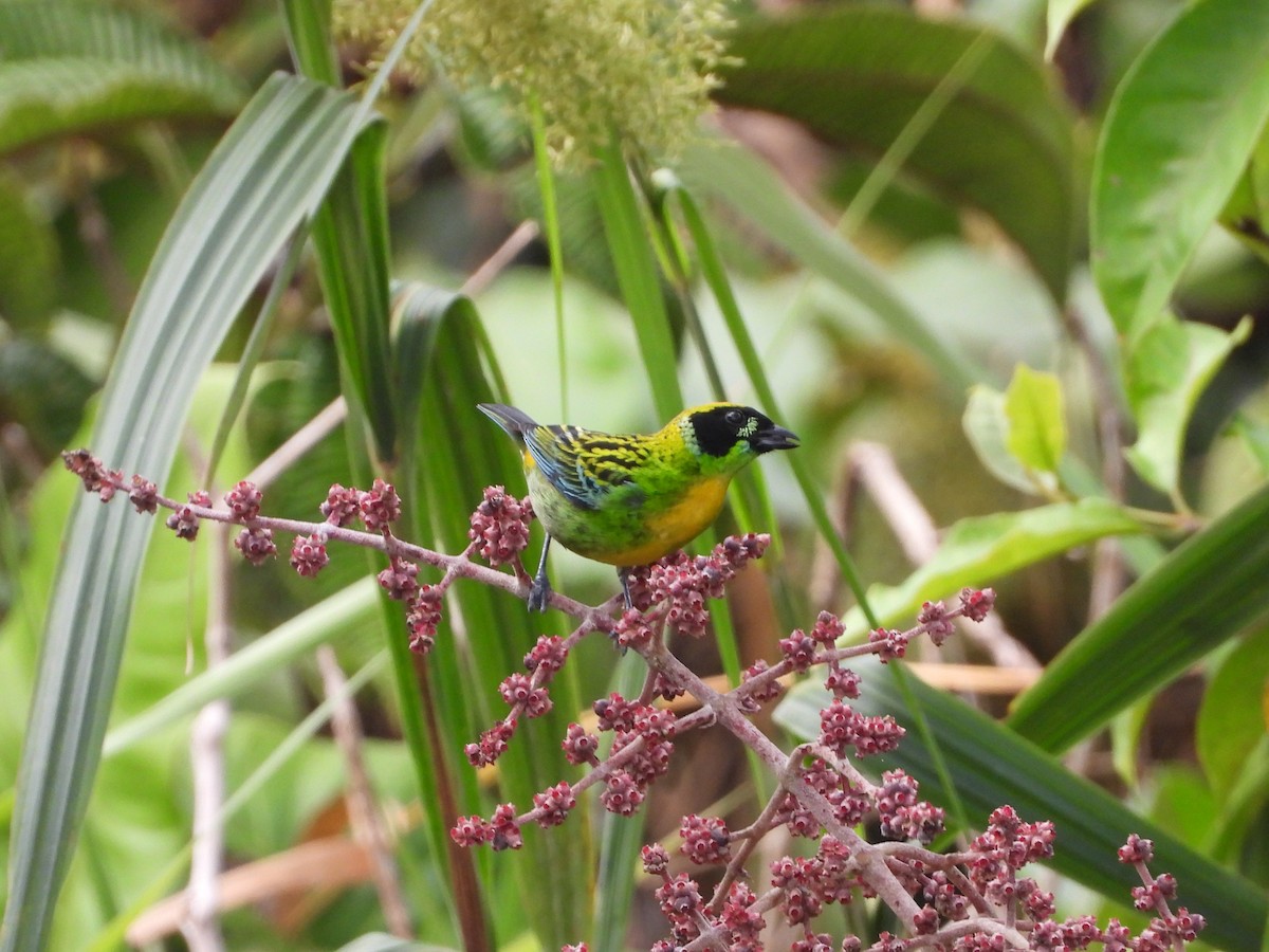 Green-and-gold Tanager - Kevin Jiménez Gonzáles