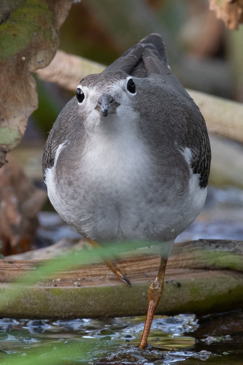 pisík americký - ML623357425