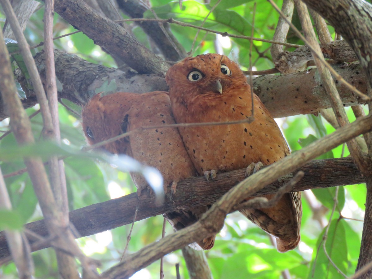 Sokoke Scops-Owl - ML623357440