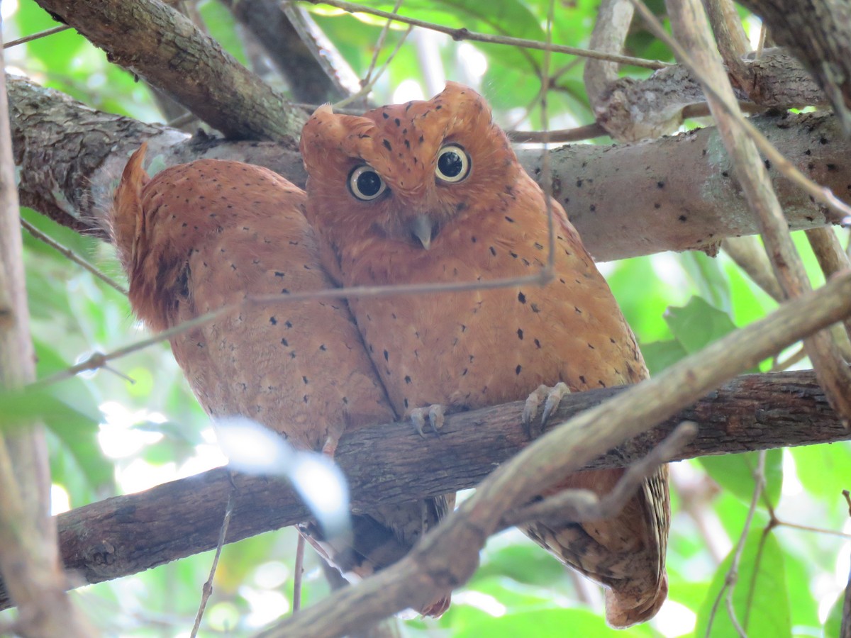 Sokoke Scops-Owl - ML623357443