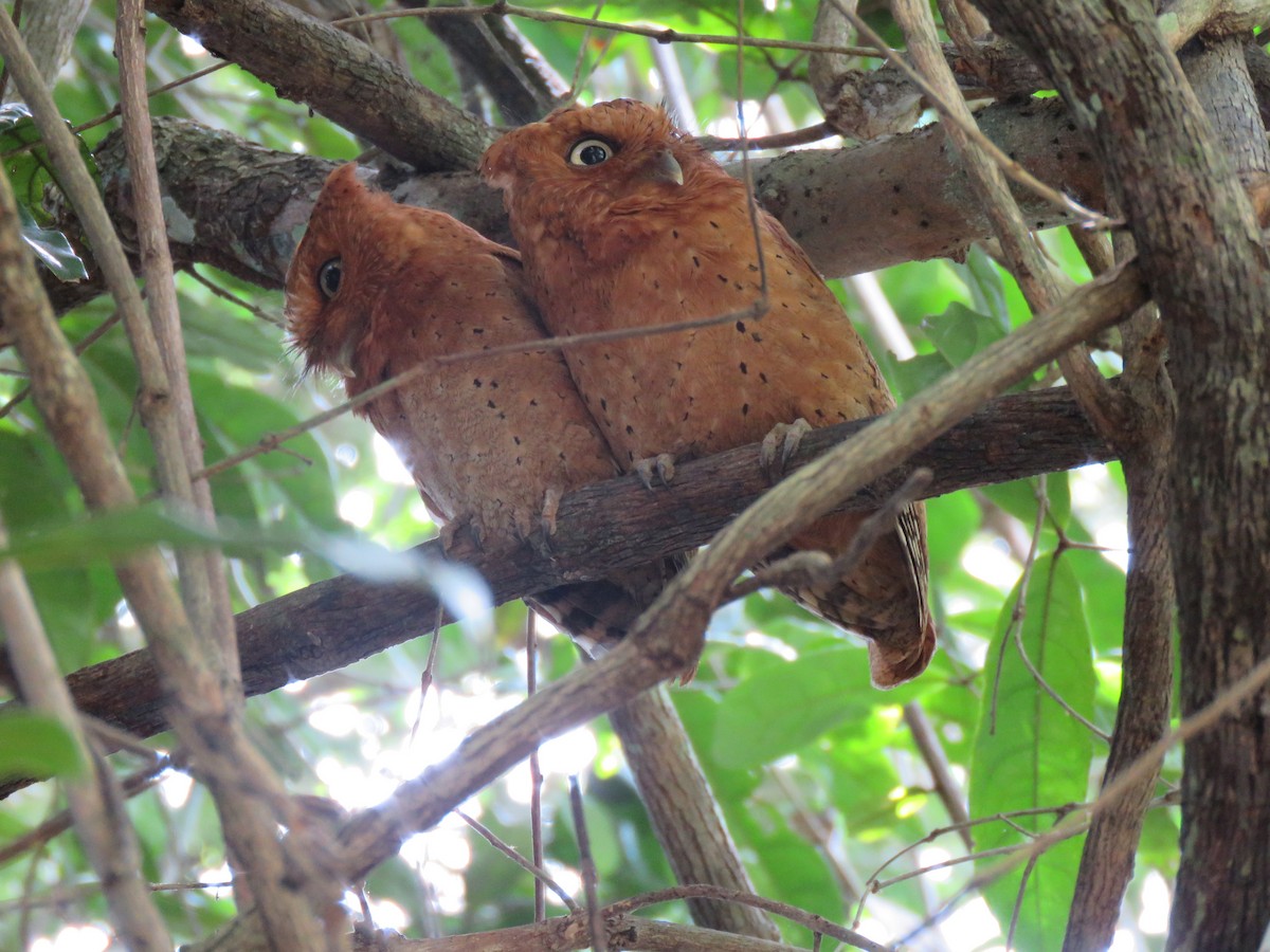 Sokoke Scops-Owl - ML623357448