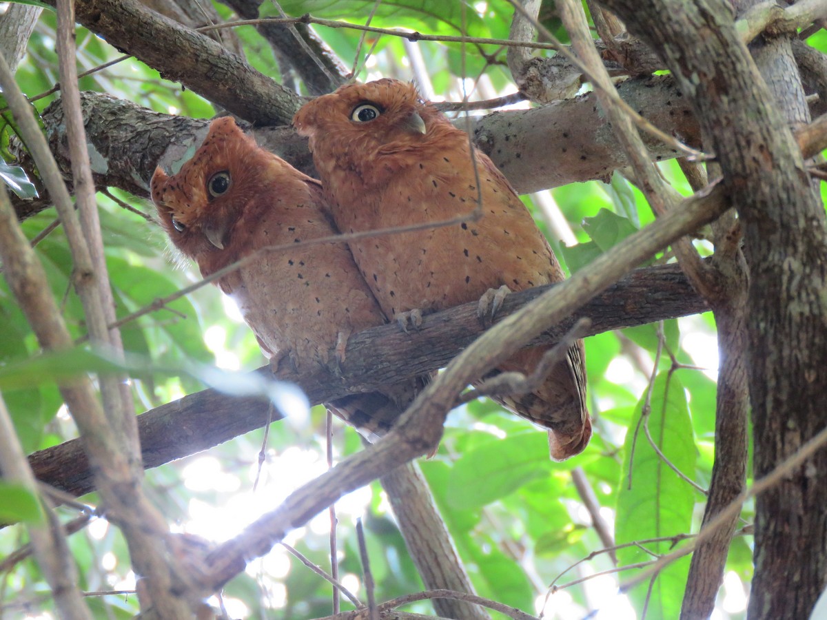 Sokoke Scops-Owl - ML623357449