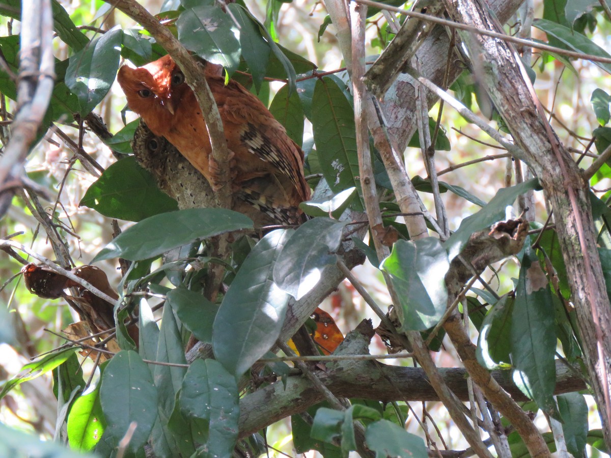 Sokoke Scops-Owl - ML623357451