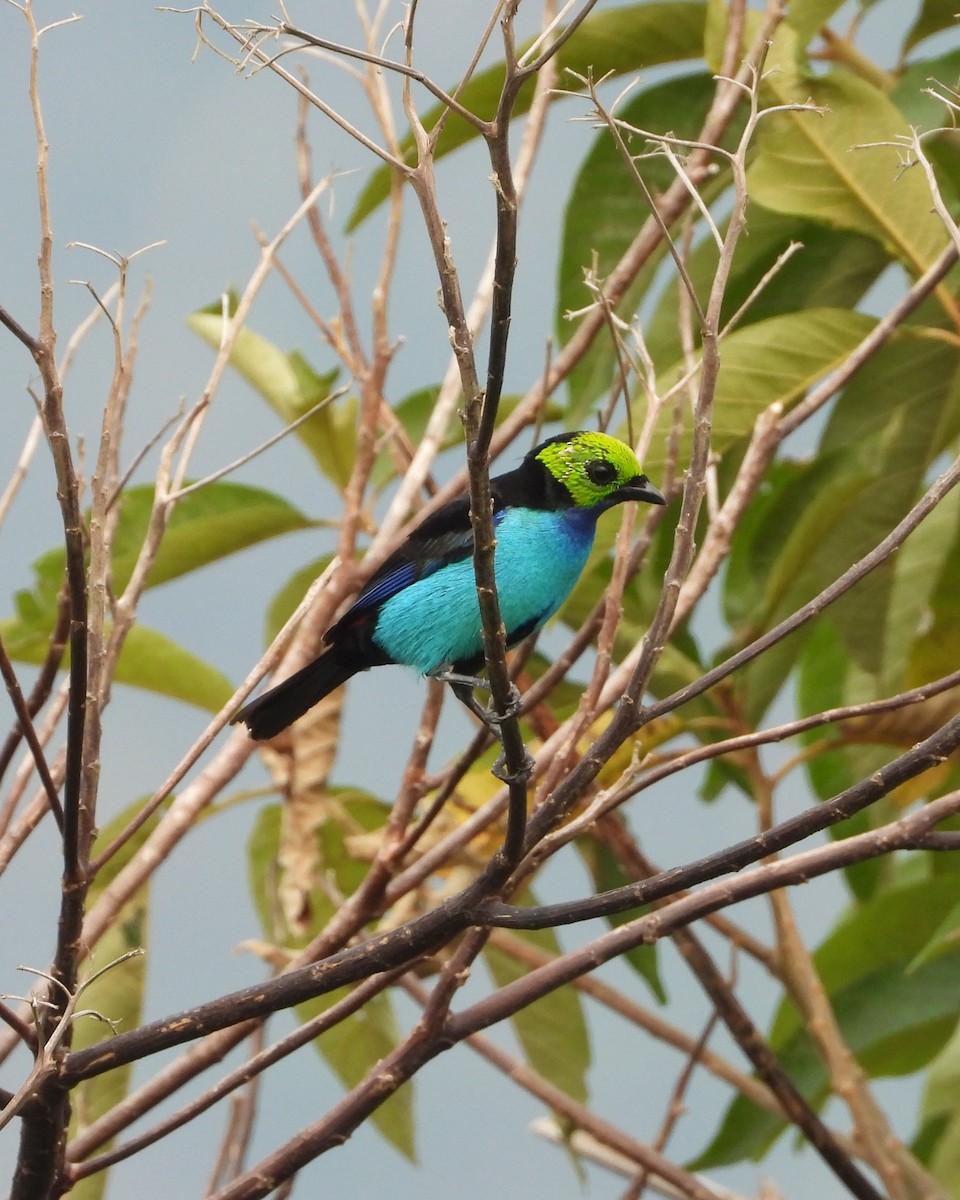 Paradise Tanager - ML623357453