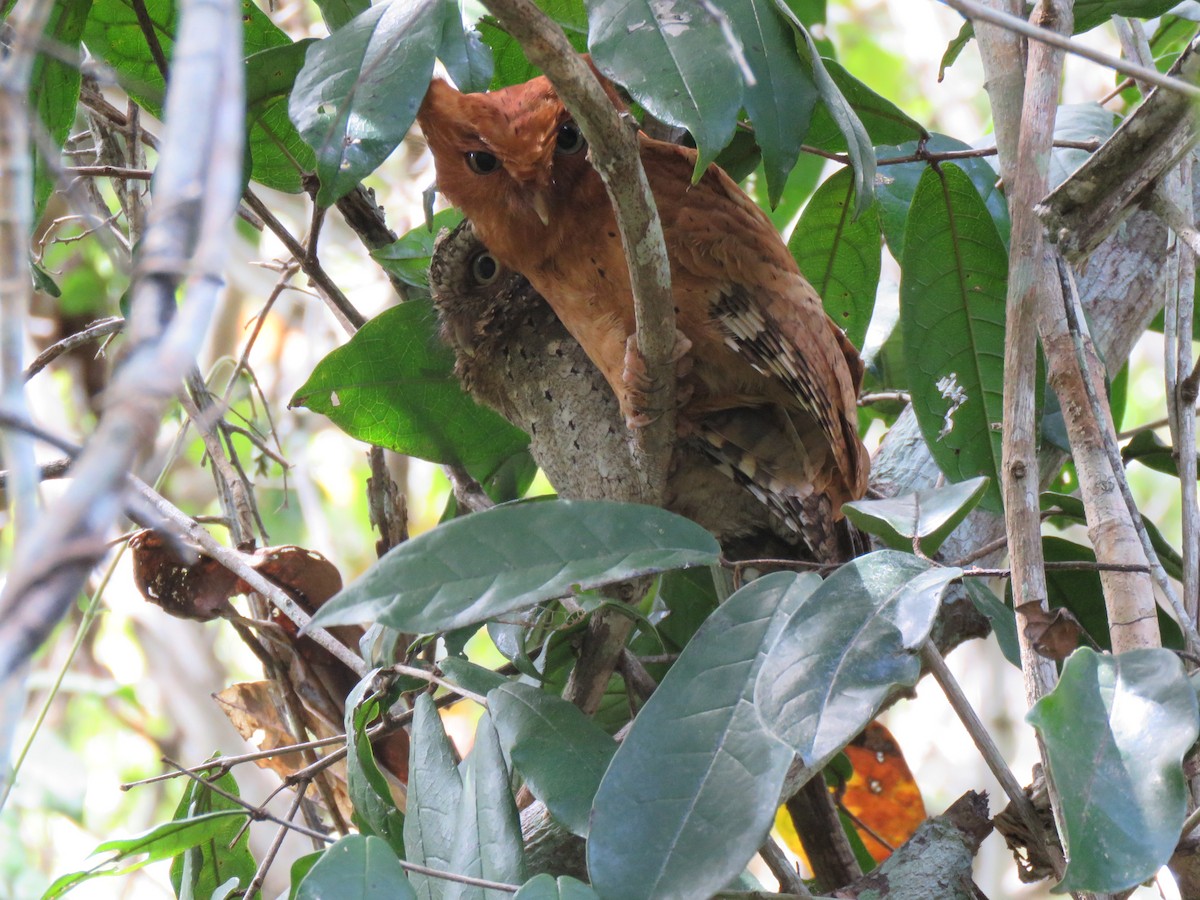 Sokoke Scops-Owl - ML623357454